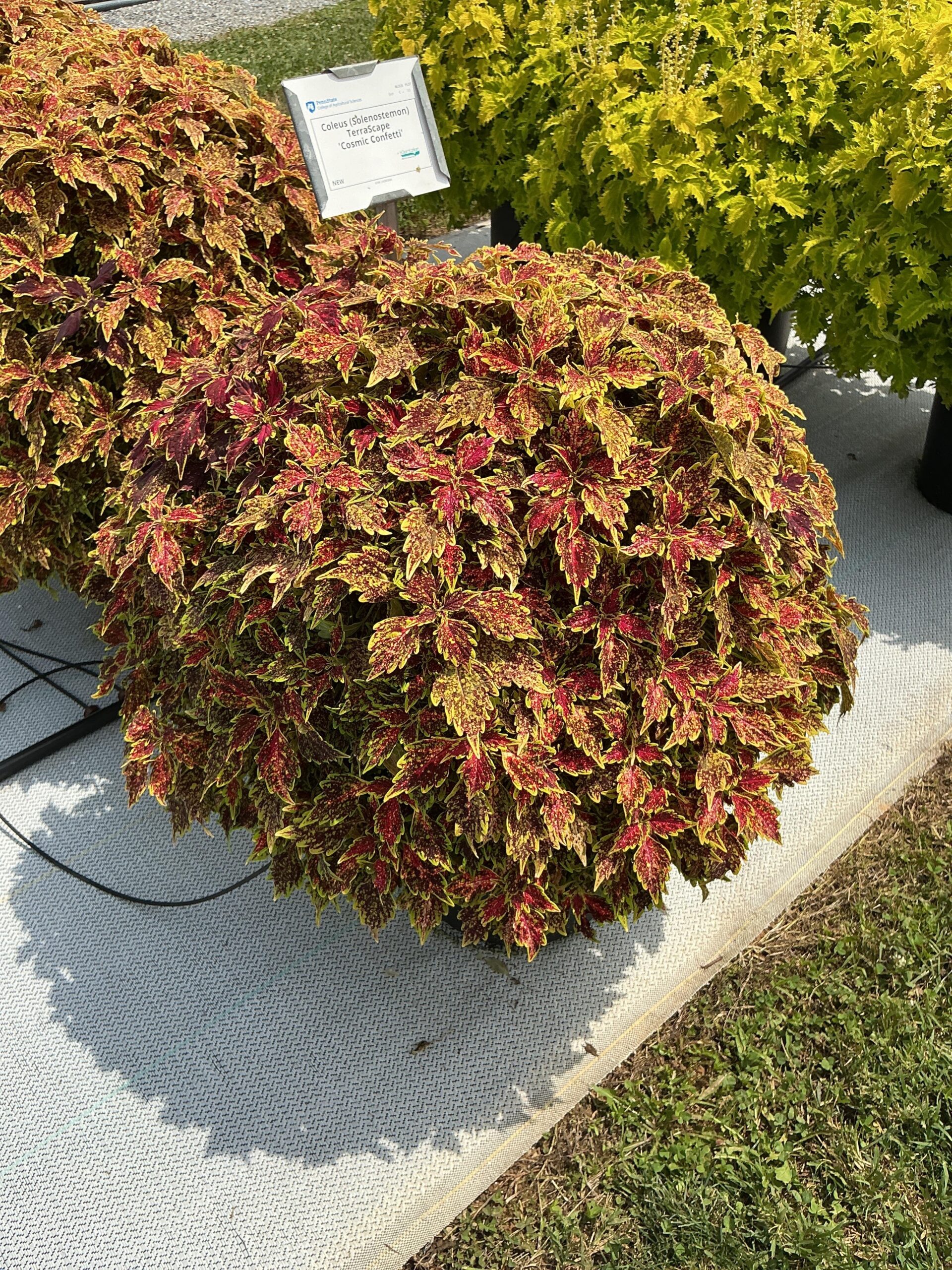 Coleus TerraScape Cosmic Confetti - Image 3