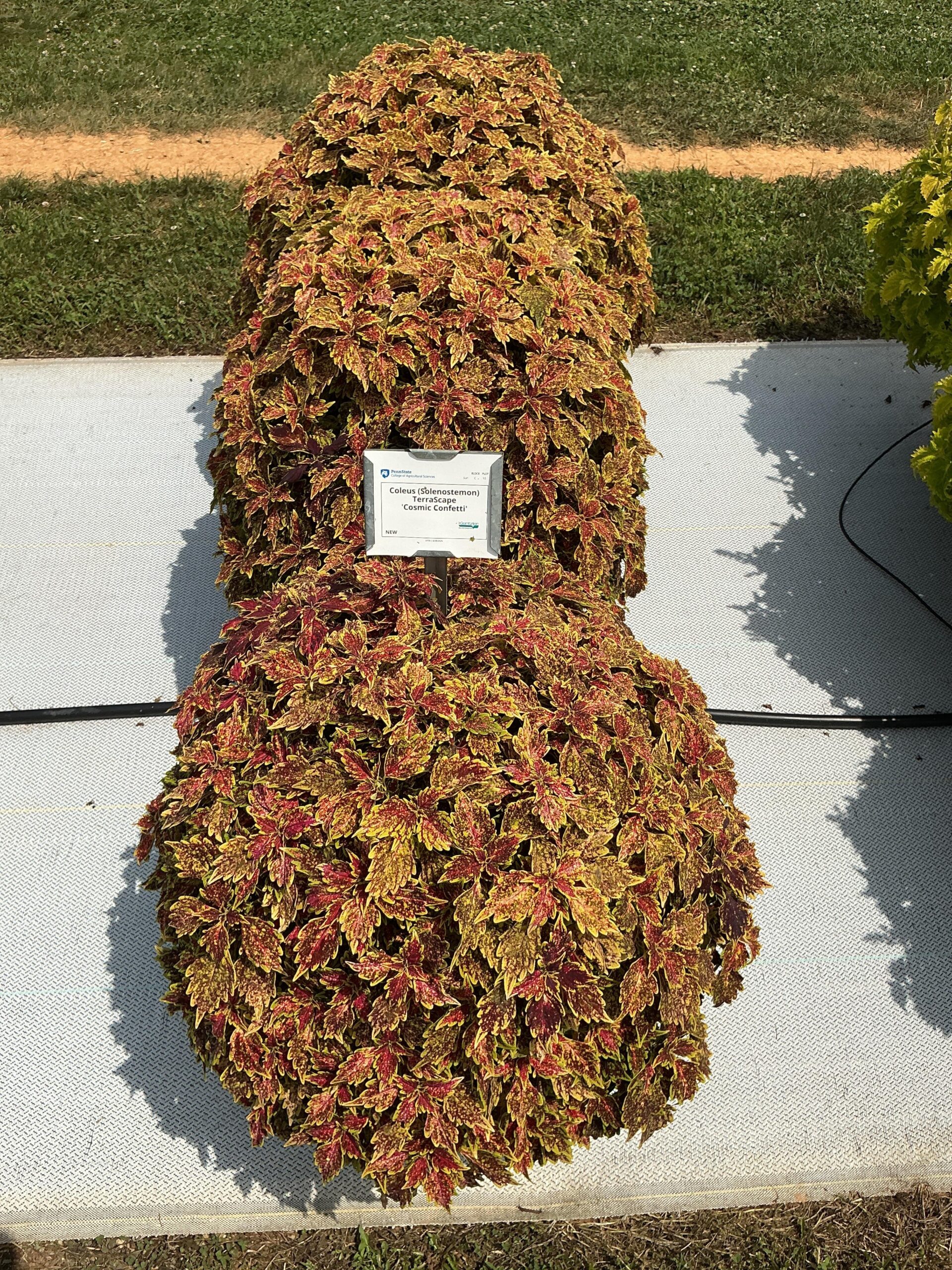 Coleus TerraScape Cosmic Confetti - Image 2