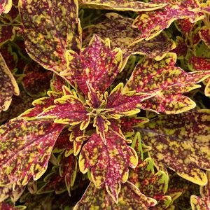 Coleus TerraScape Cosmic Confetti
