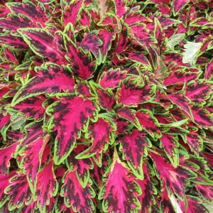 Coleus TerraScape All That Lava