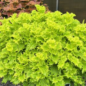 Coleus TerraScape Lime & Shine