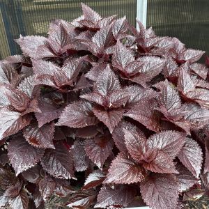 Coleus TerraScape Midnight Majesty