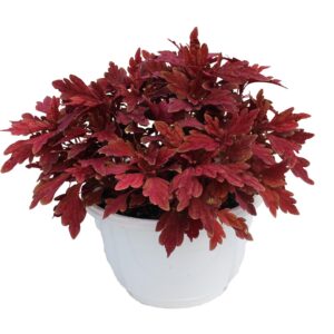 Coleus TerraScape Paprika