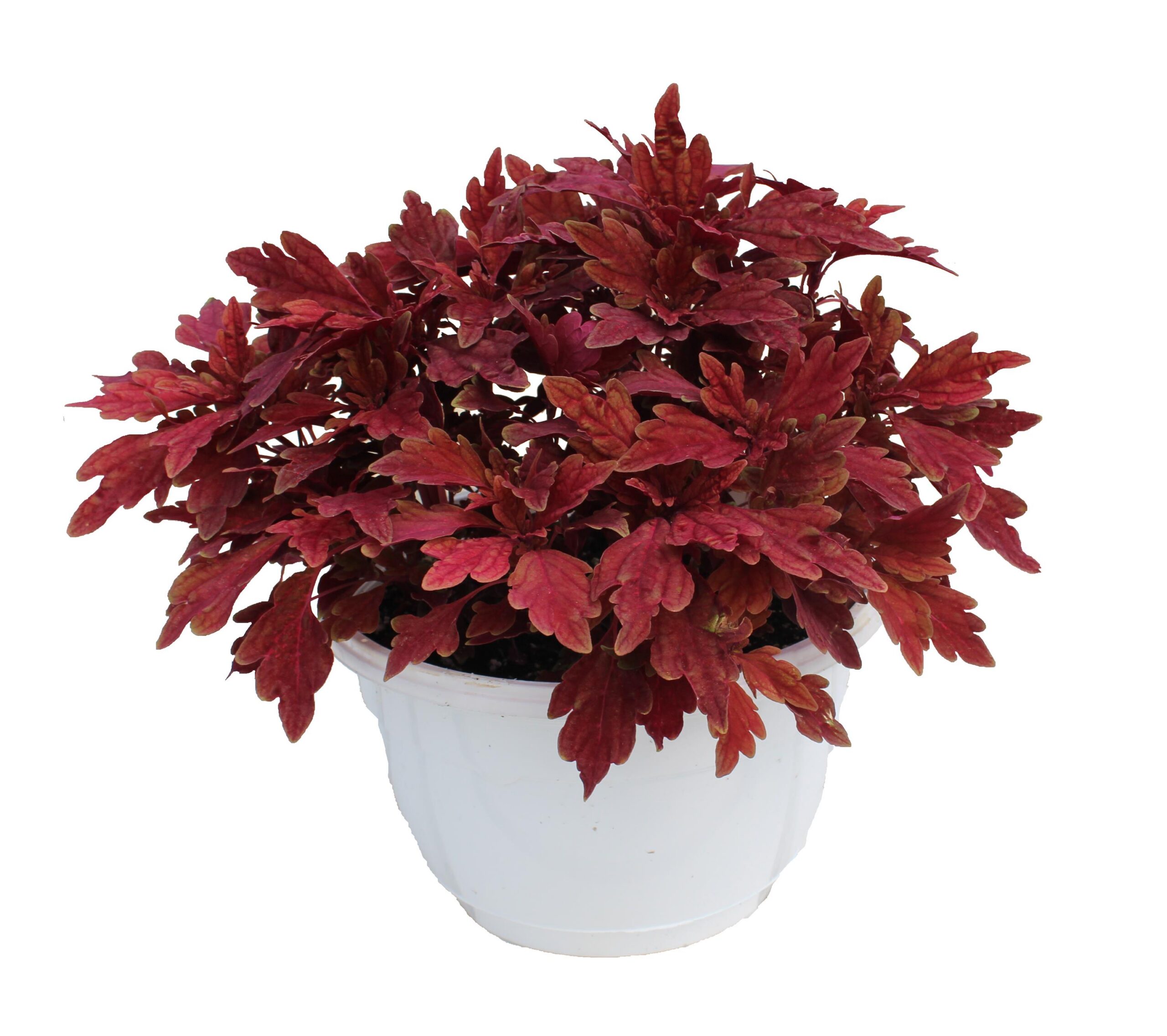 Coleus TerraScape Paprika