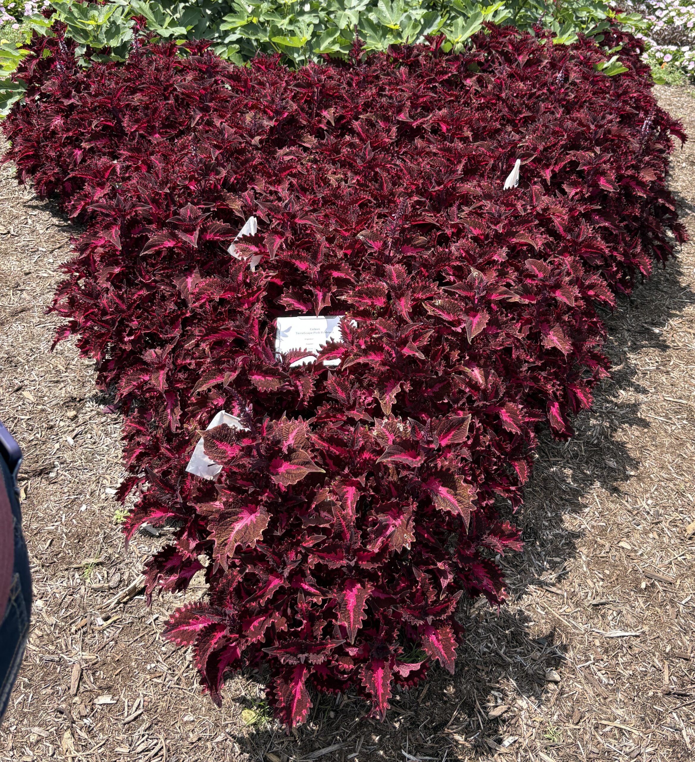 Coleus TerraScape Pink Ribbons - Image 2