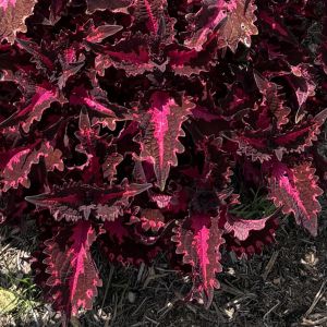 Coleus TerraScape Pink Ribbons
