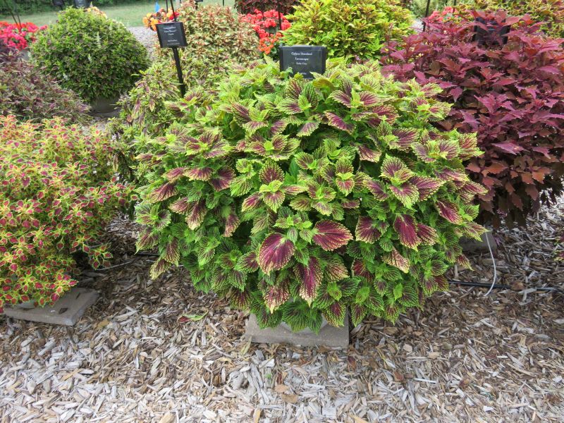 Coleus TerraScape Solar Fire - Image 2