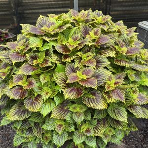Coleus TerraScape Solar Fire