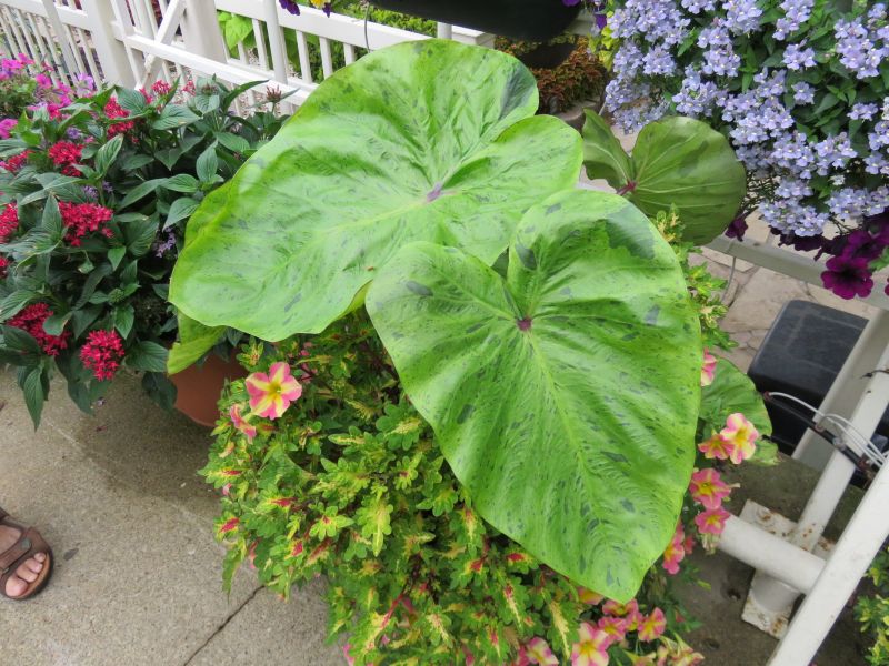 Colocasia Royal Hawaiian Tropical Paradise - Image 3