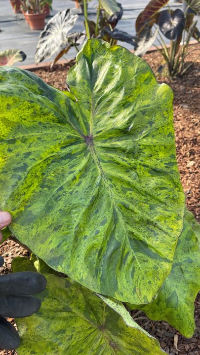 Colocasia Royal Hawaiian Tropical Paradise - Image 2
