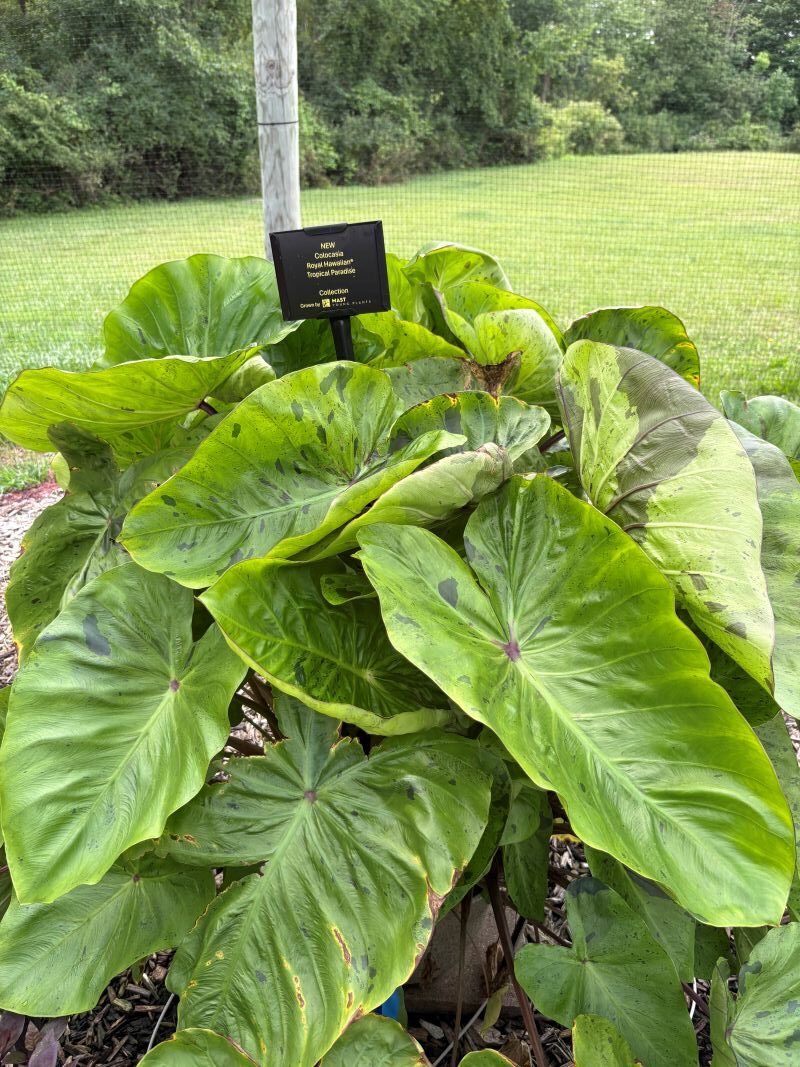 Colocasia Royal Hawaiian Tropical Paradise - Image 4