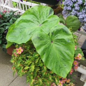 Colocasia Royal Hawaiian Tropical Paradise