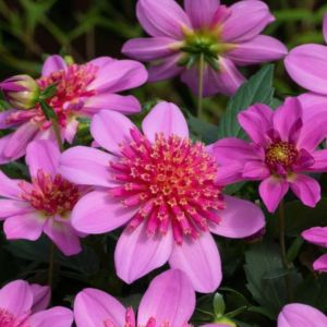 Dahlia Venti PinkBurst