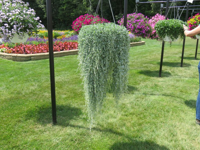Dichondra Silver Surfer - Image 2