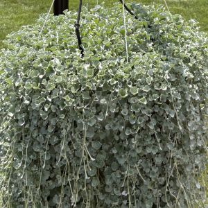 Dichondra Silver Surfer