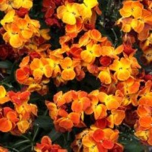 Erysimum Sugar Rush Orange