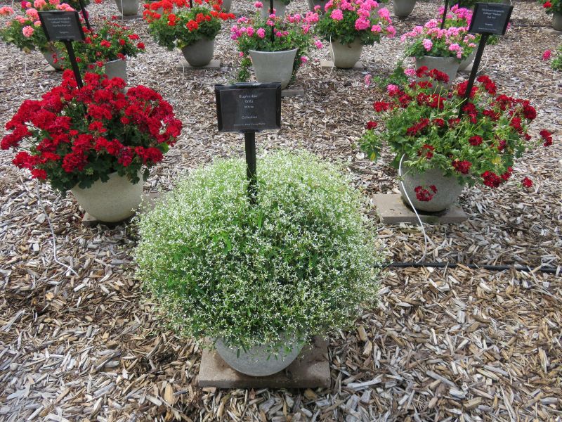 Euphorbia Glitz - Image 4