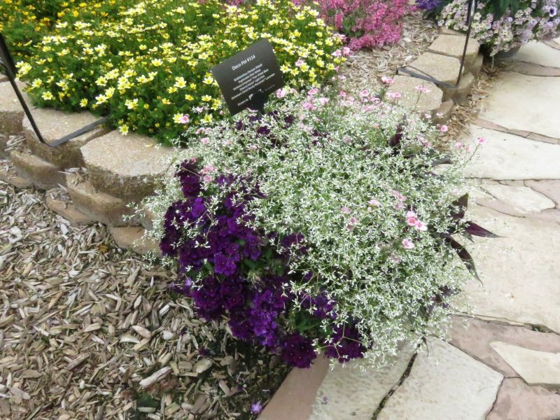 Euphorbia Glitz - Image 5