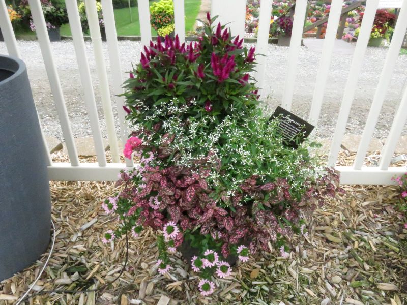 Euphorbia Glitz - Image 6