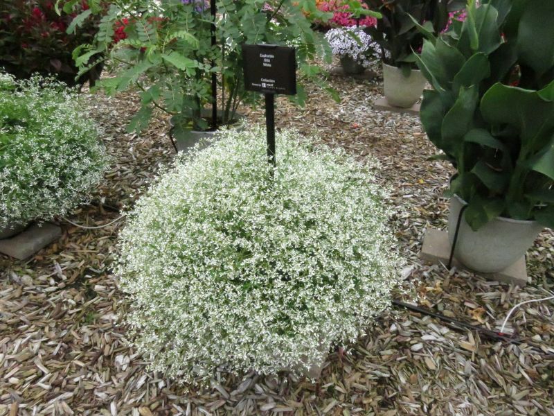 Euphorbia Glitz - Image 2