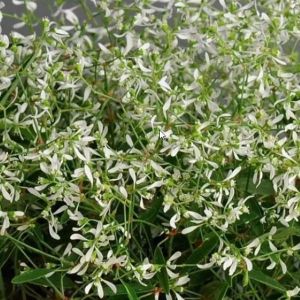 Euphorbia Glitz