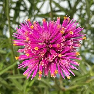Gomphrena Fireball Pink