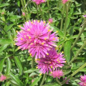Gomphrena Spitfire Pink