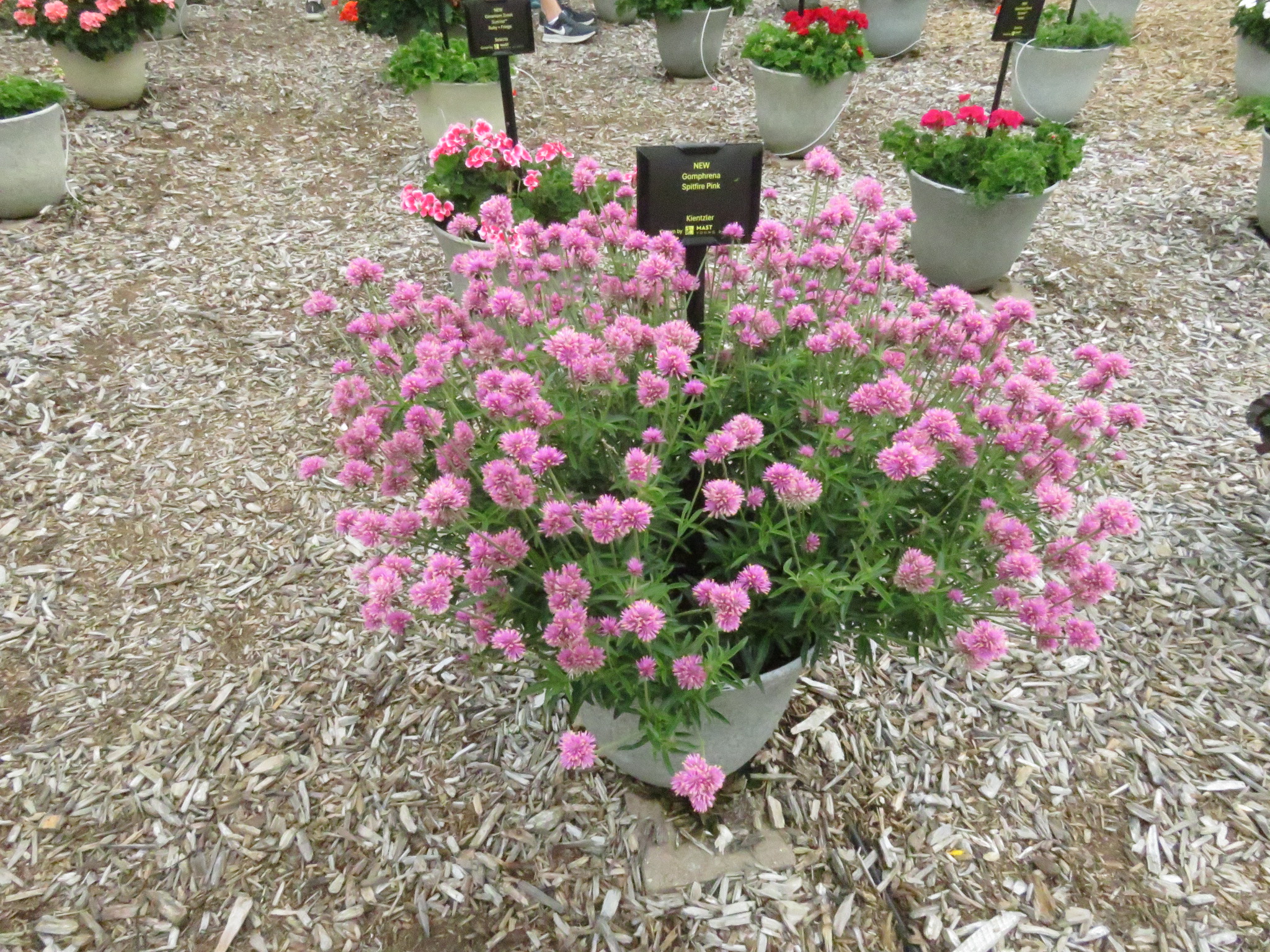 Gomphrena Spitfire Pink - Image 3