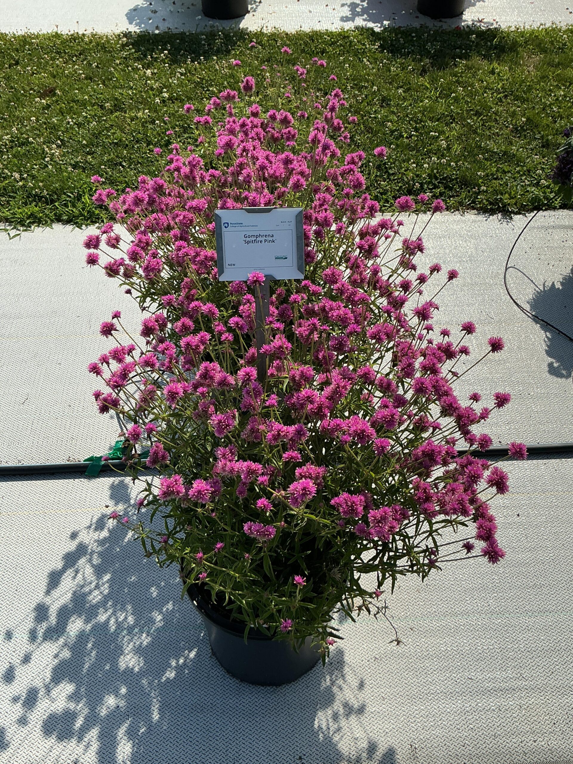 Gomphrena Spitfire Pink - Image 2