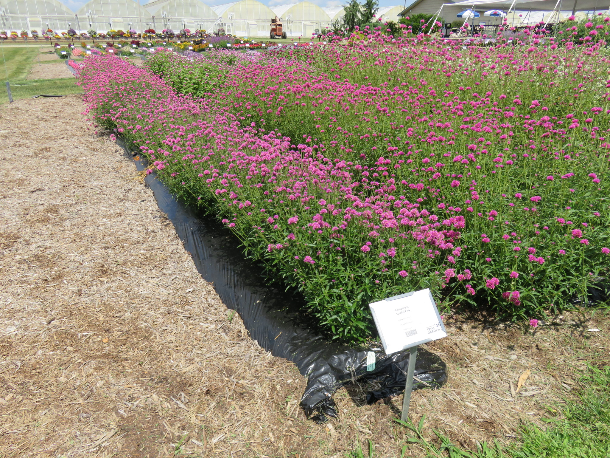 Gomphrena Spitfire Pink - Image 4