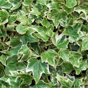 Ivy English, Eva
