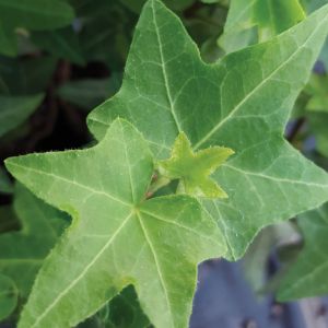Ivy English, Patrick
