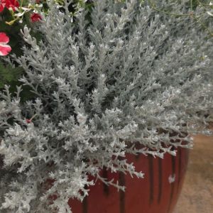 Helichrysum Silver Stitch