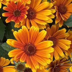 Heliopsis Sole D'Amore