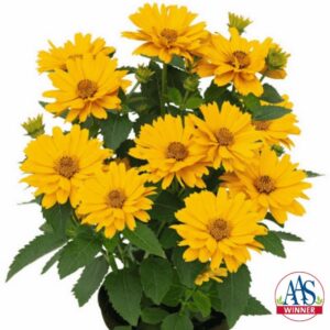 Heliopsis Sole Giatto