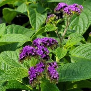 Heliotrope Fragrant Delight