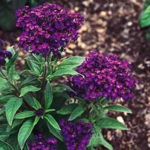 Heliotrope Marine