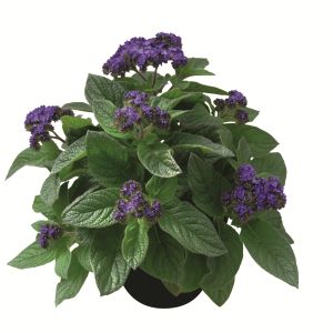 Heliotrope Midnight Sky