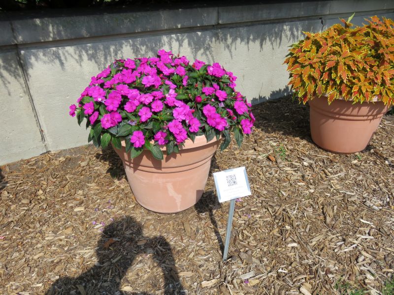 Impatiens, hybrid SunPatien Compact Bright Purple - Image 2