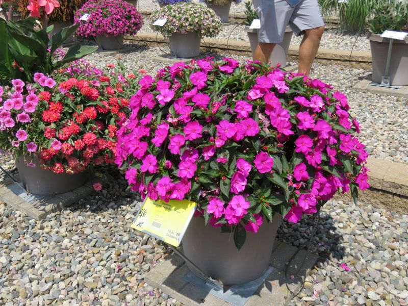 Impatiens, hybrid SunPatien Compact Bright Purple - Image 3