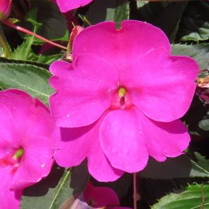 Impatiens, hybrid SunPatien Compact Bright Purple