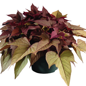 Ipomoea (Sweet Potato) Bright Ideas Rusty Red