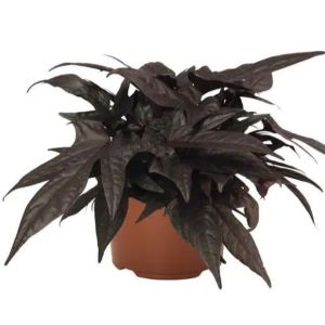 Ipomoea (Sweet Potato) FloraMia Black