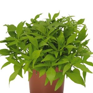 Ipomoea (Sweet Potato) FloraMia Limon