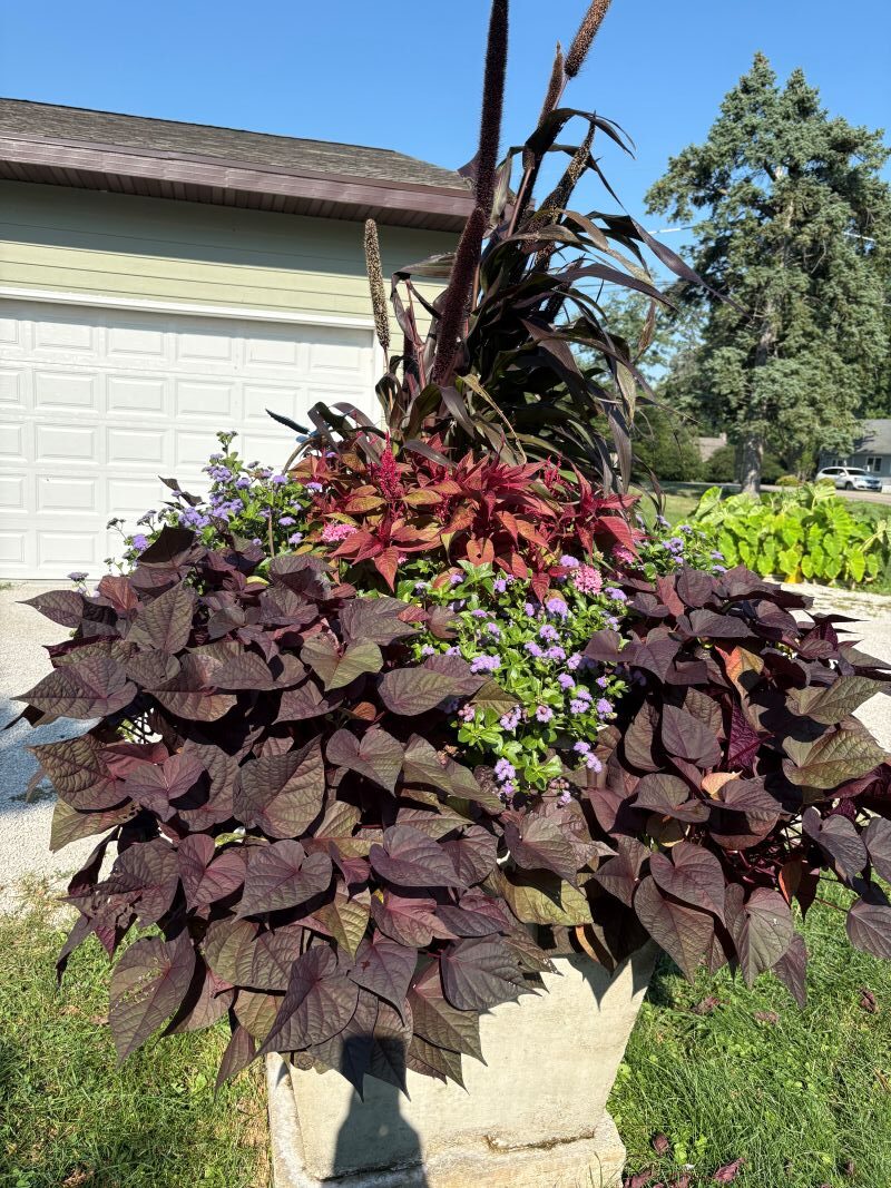 Ipomoea (Sweet Potato) FloraMia Russo - Image 3