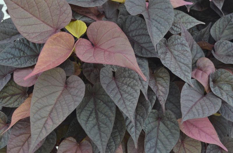 Ipomoea (Sweet Potato) FloraMia Russo - Image 2