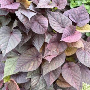 Ipomoea (Sweet Potato) FloraMia Russo