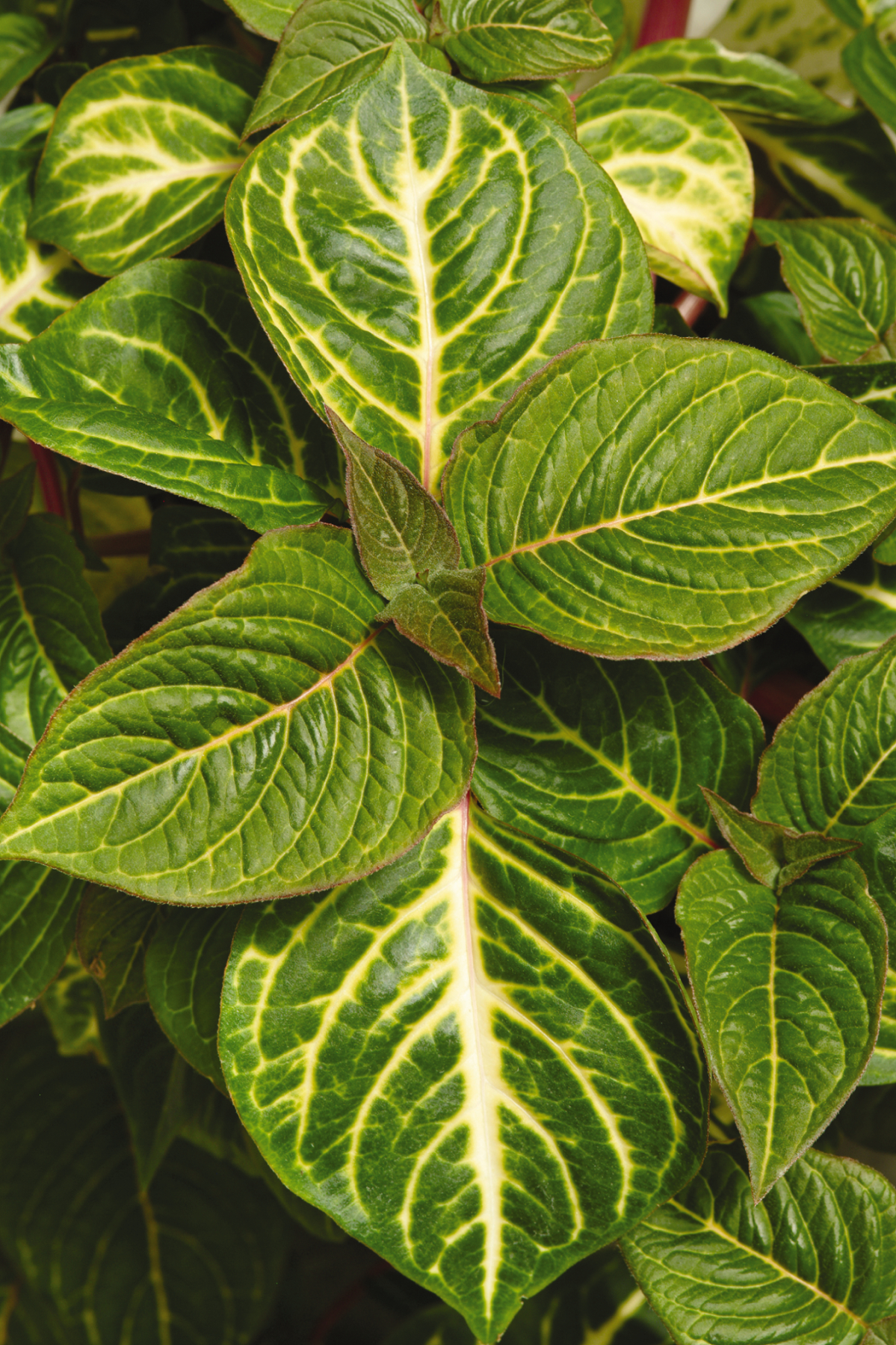 Iresine Blazin' Lime - Image 3