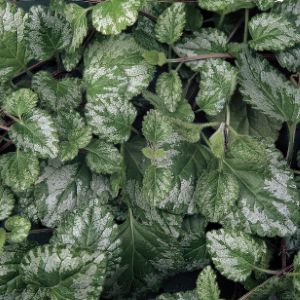 Lamium 'Jade Frost'