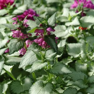 Lamium Beacon Silver